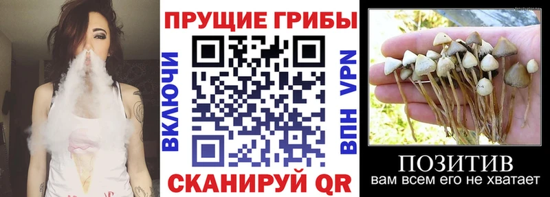 Галлюциногенные грибы Psilocybe  кракен ссылки  Стародуб  наркота 